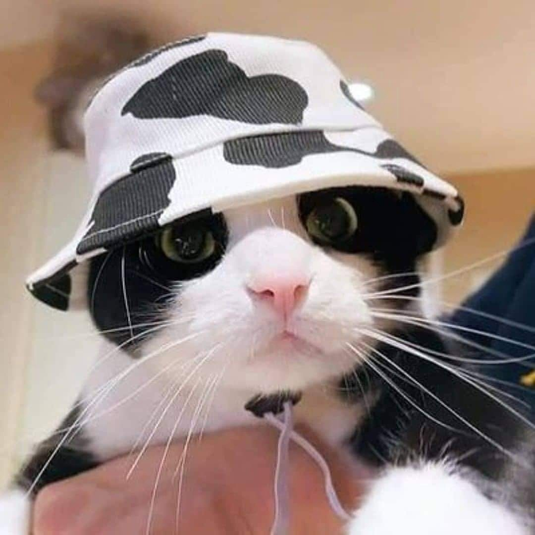 Коты в Панаме