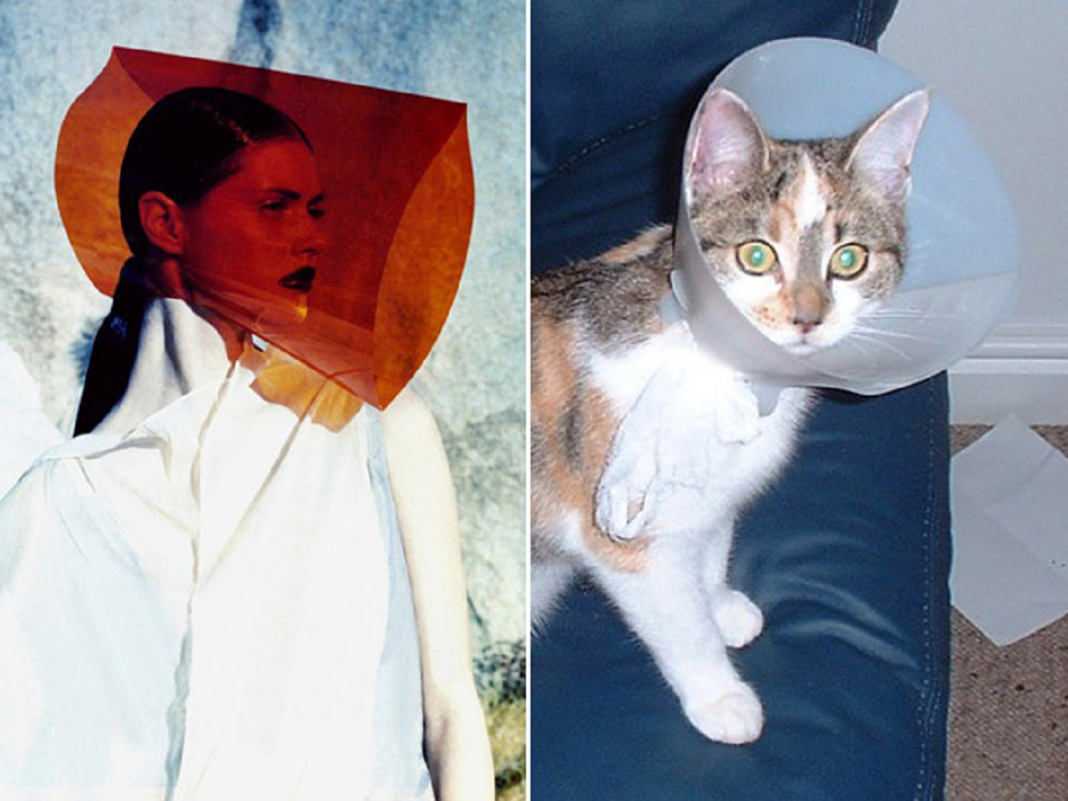 Кот в защитном воротнике