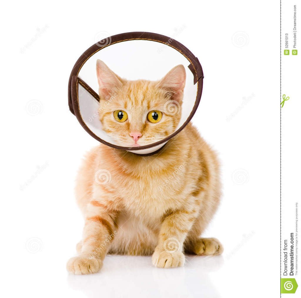 Ободок для кота на шею