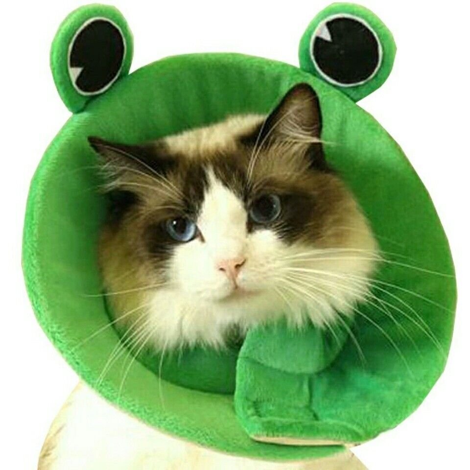 Воротник для кошки