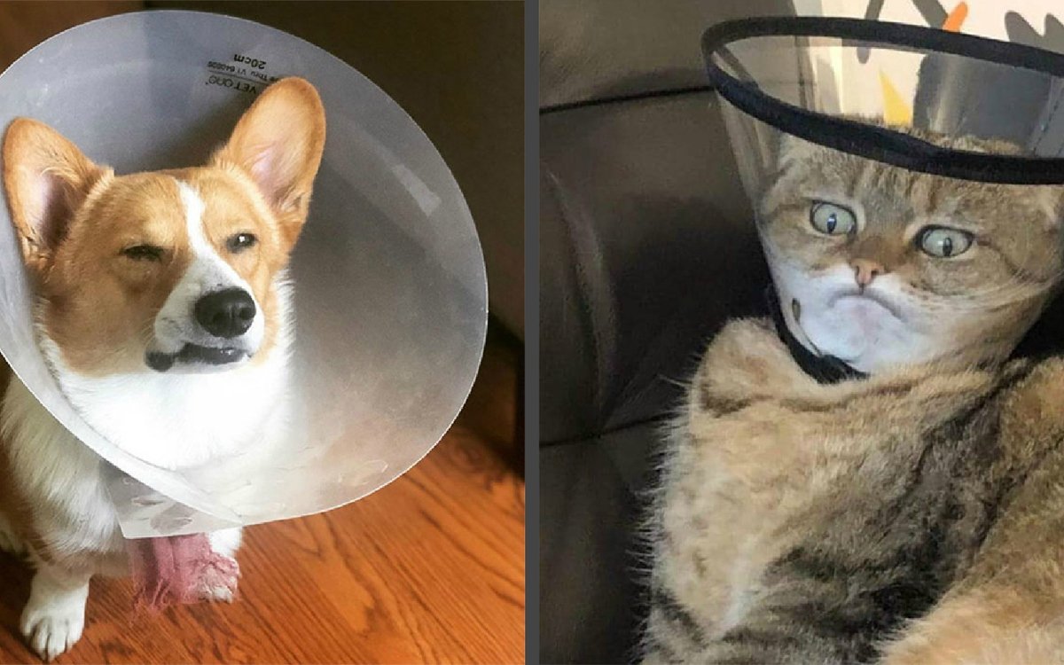 Животные в воротнике