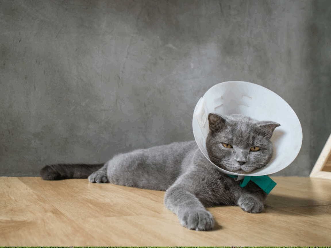 Воротник для кошки после стерилизации