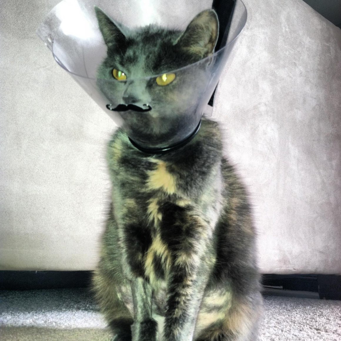 Кот в защитном воротнике