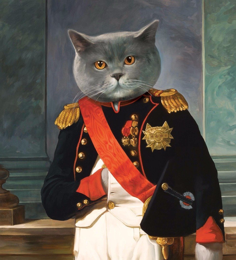 Порода кошек Наполеон