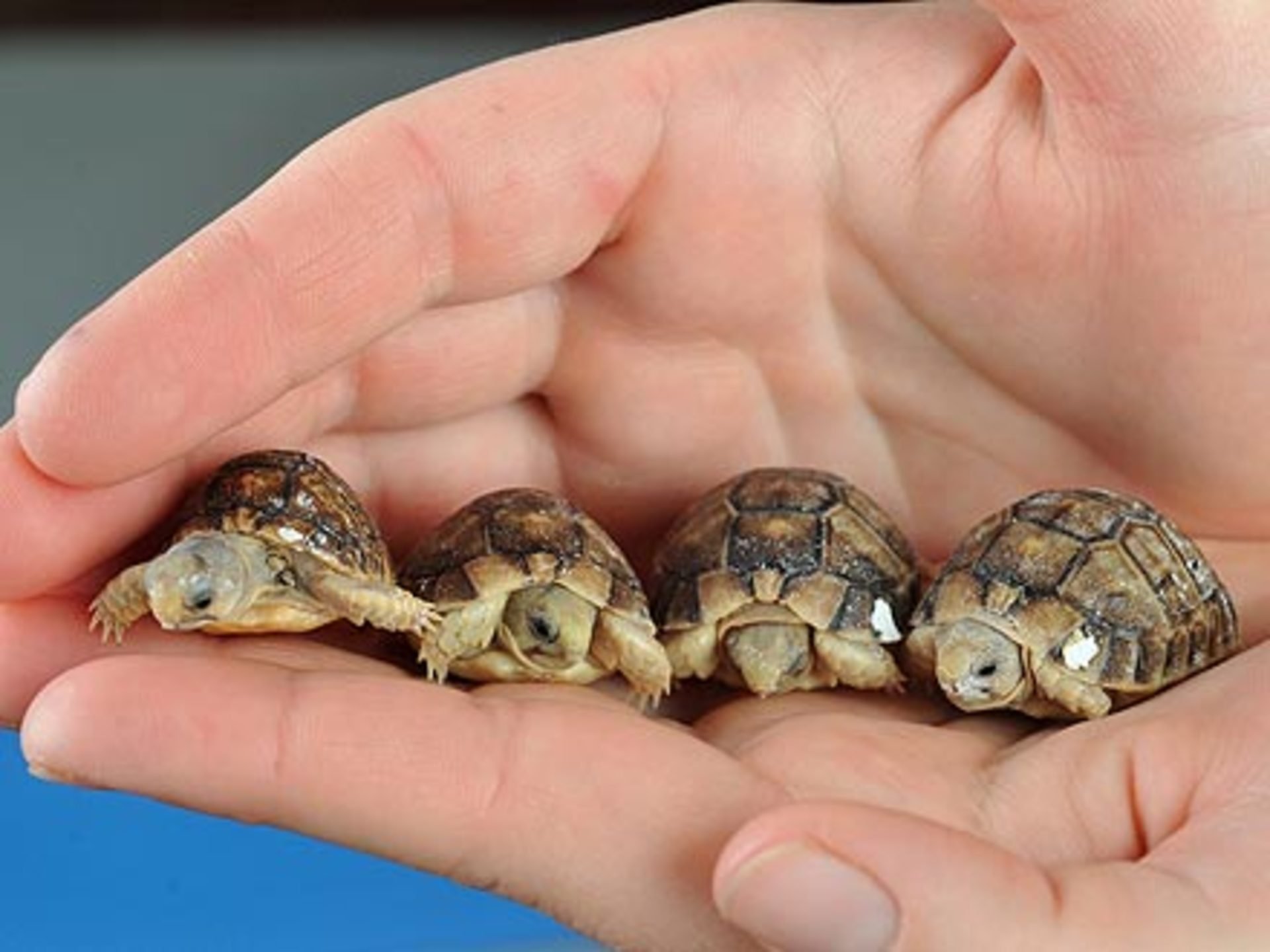 Малыш черепахи. Новорожденная Среднеазиатская черепаха. Новорожденные Черепашки красноухие. Среднеазиатская черепаха детеныш. Новорожденный Черепашонок сухопутной черепахи.