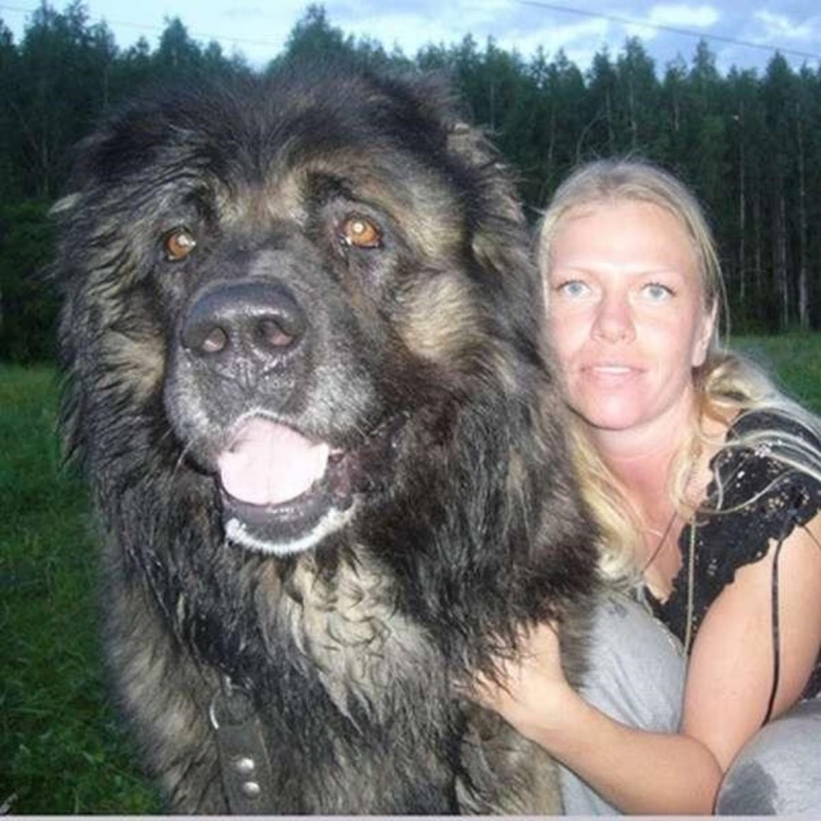 Мастиф волкодав