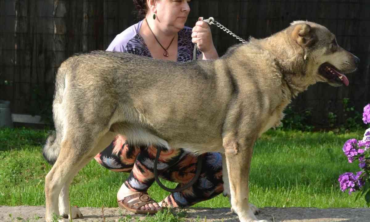 Осетинская овчарка