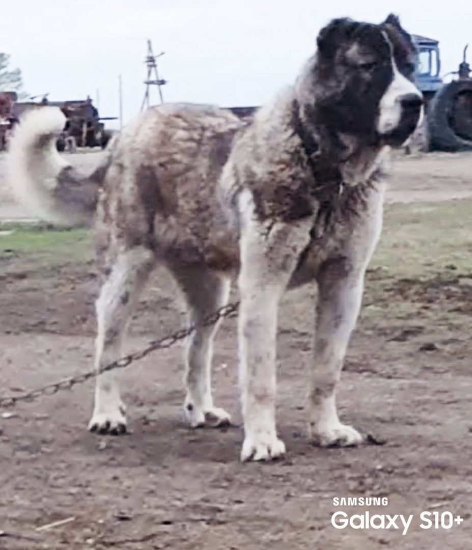 Кавказская овчарка породы волкодав