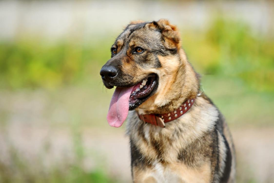 Нагази Грузинская овчарка