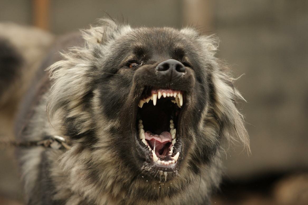 Кавказская овчарка 110 кг