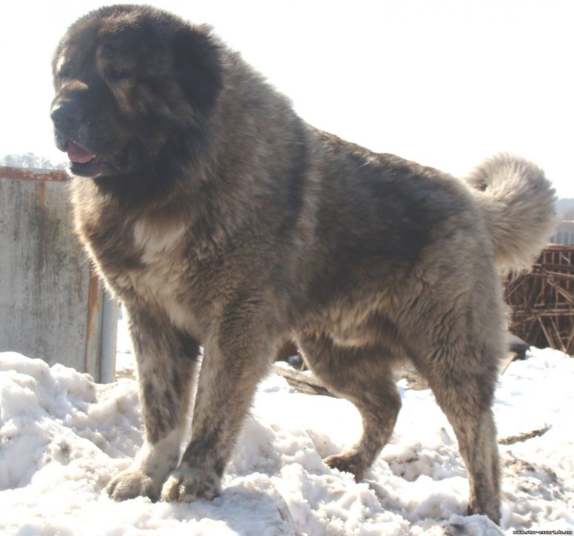 Волкодав собака кавказский