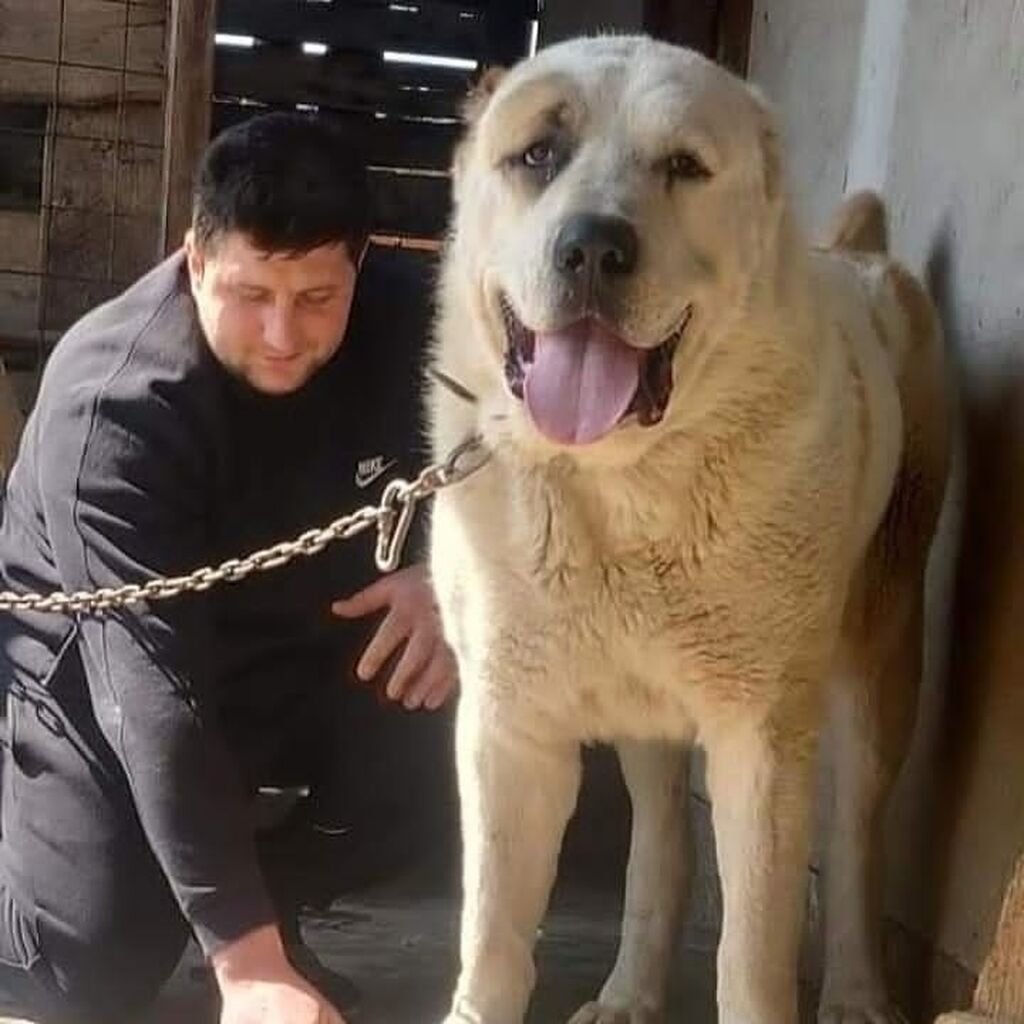 Таджикская Среднеазиатская овчарка