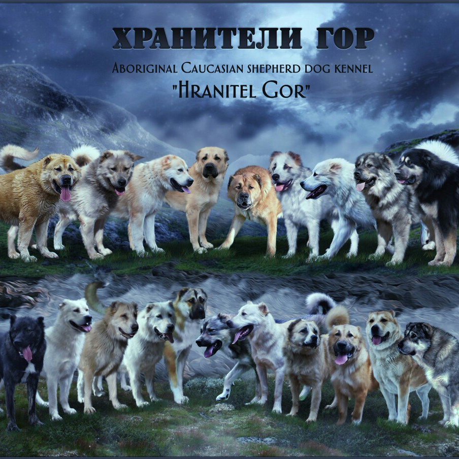 Ирландский волкодав