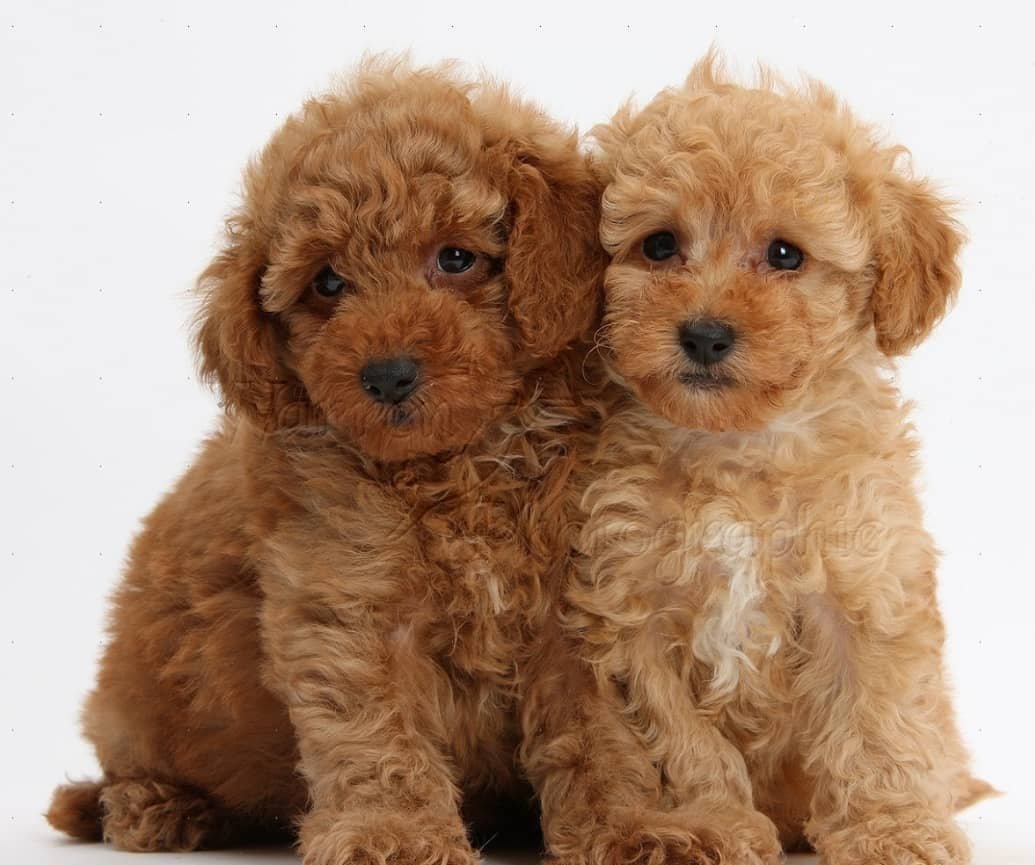 Пудель мальтипу щеночки