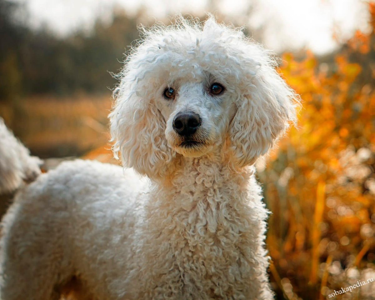 Белый пудель
