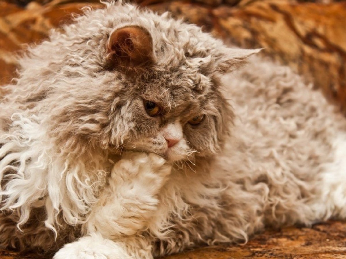 Сфинкс Селкирк рекс