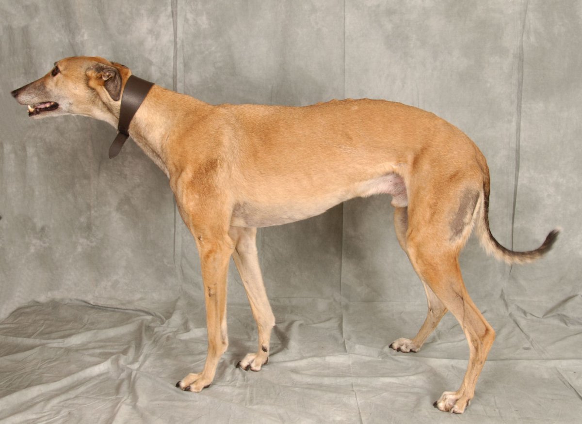 Гончая Левретка