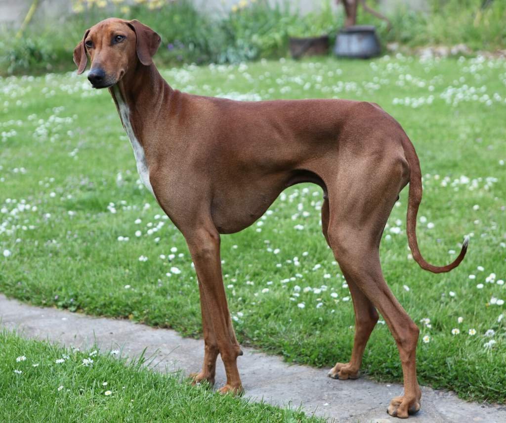 Испанская борзая (испанский Грейхаунд)