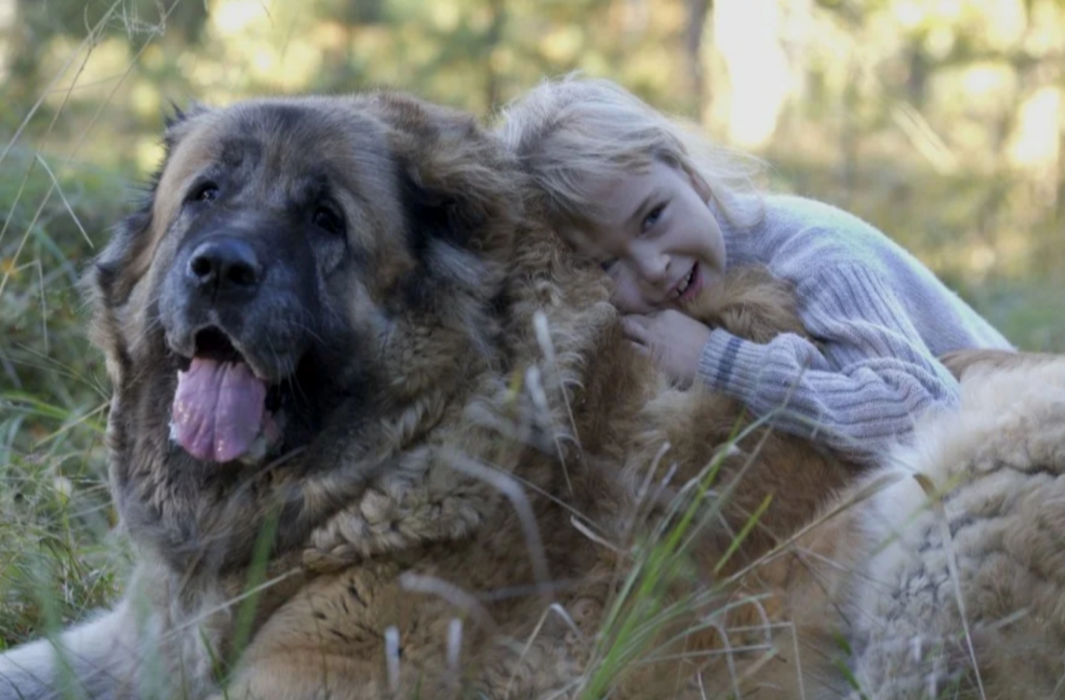 Ирландский волкодав