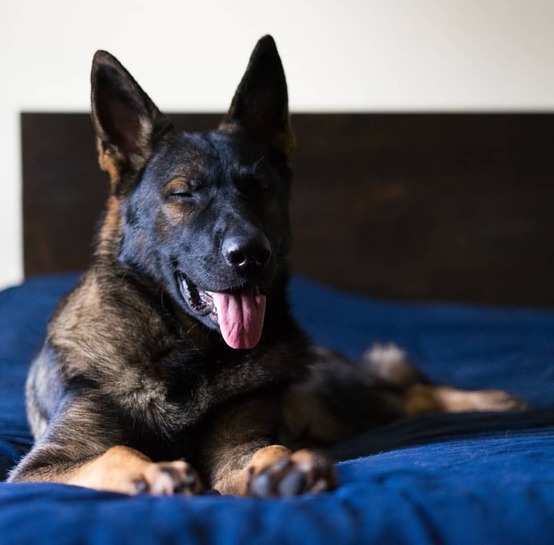 Туркменский алабай кангал