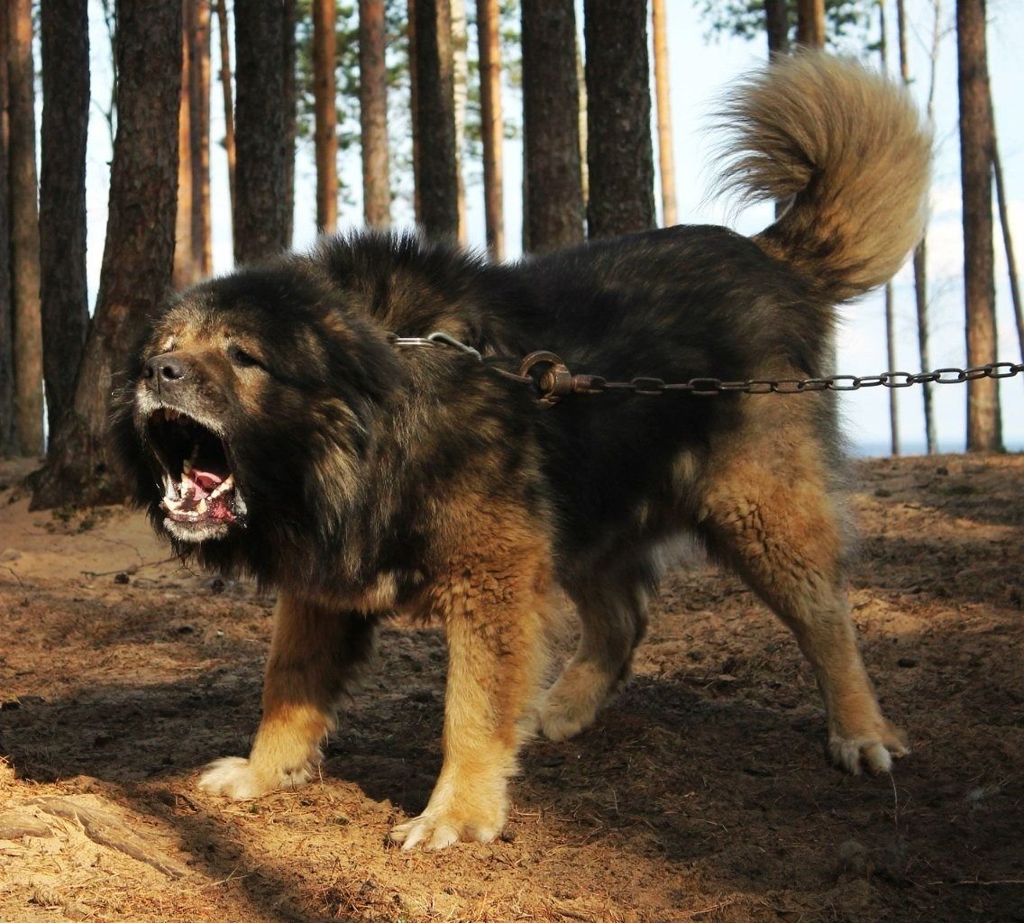 Европейская овчарка волкодав