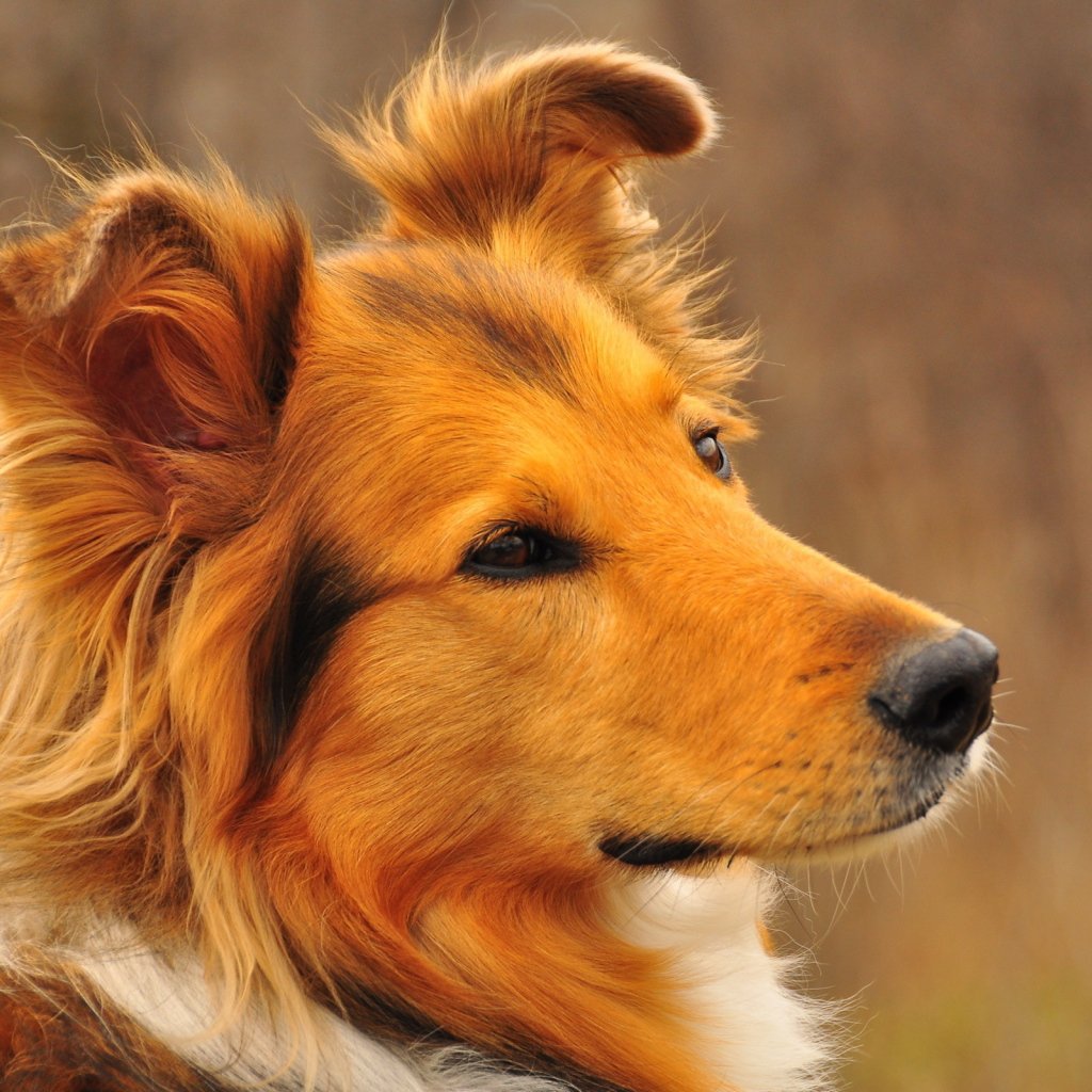 Желтые собаки красивые