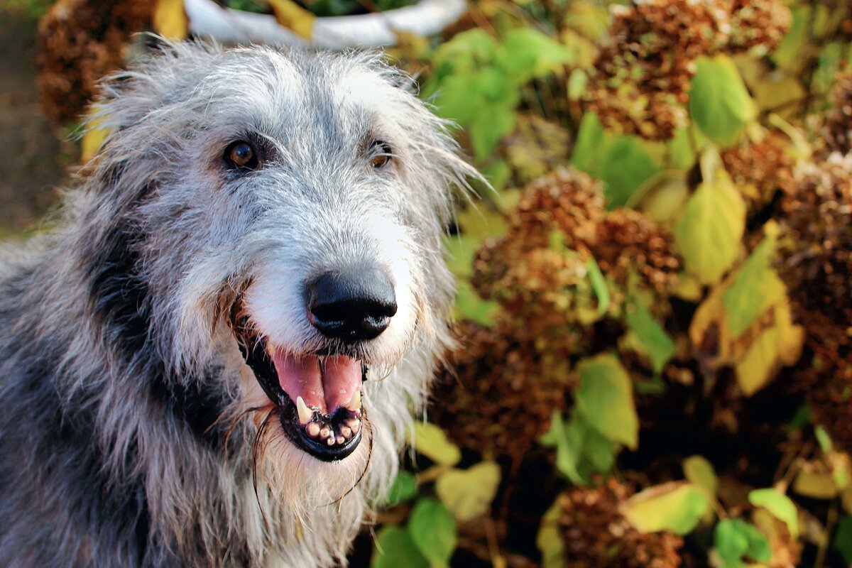 Где взять щенка немецкой овчарки бесплатно