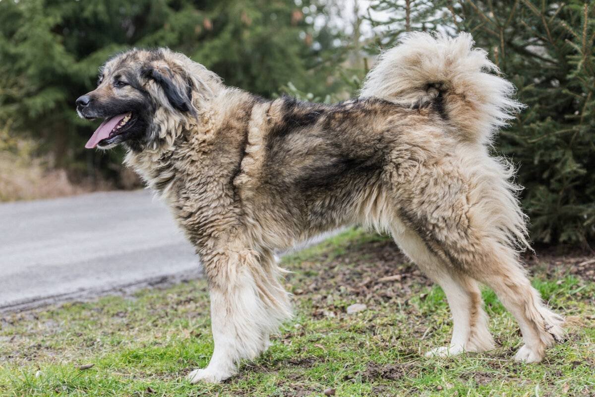 Собака ирландский Сноуд