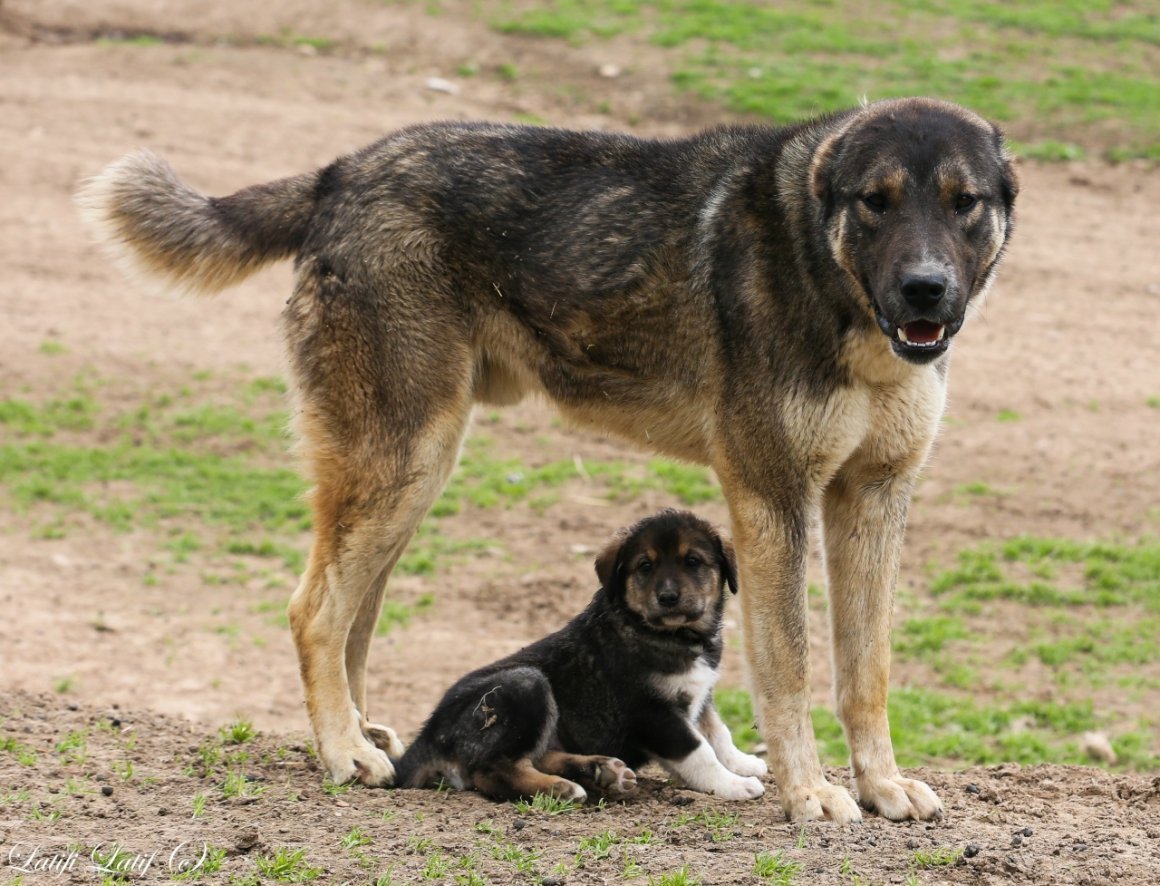 Кавказский волкодав кангал