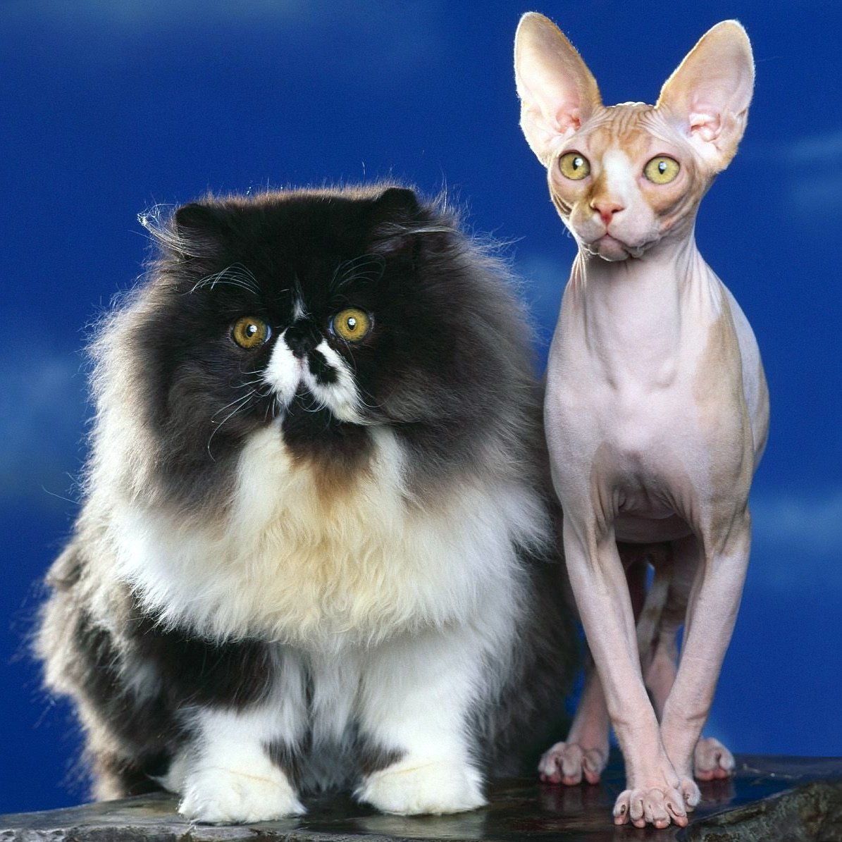 Порода кошек Меркурий