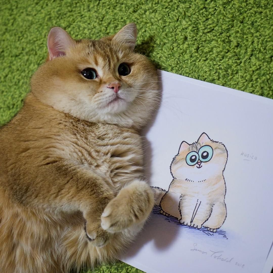 Кот блоггер