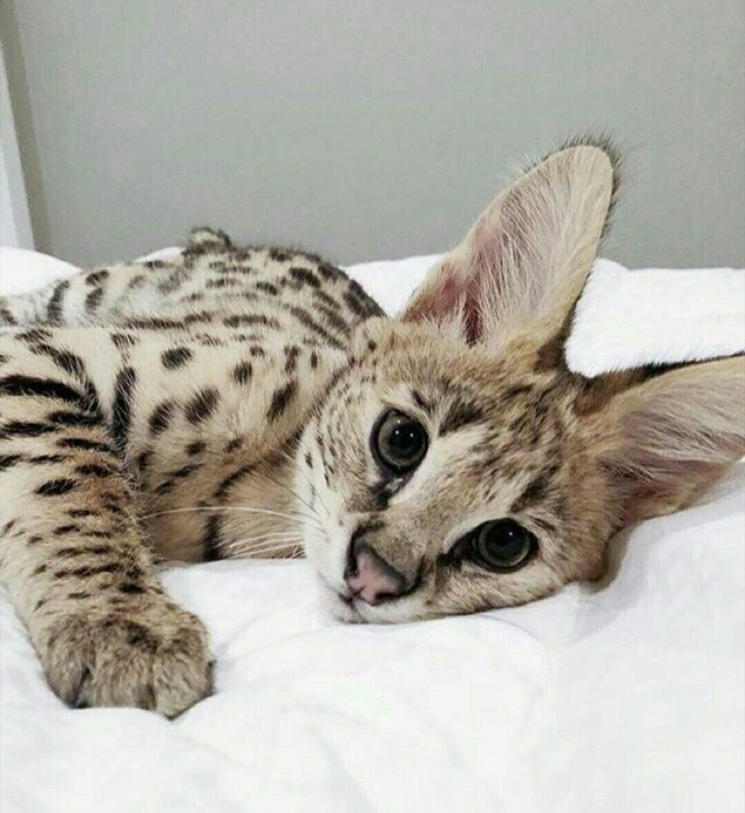 Кошка породы сервал