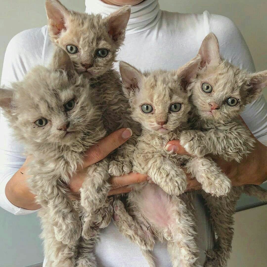 Кот Селкирк рекс