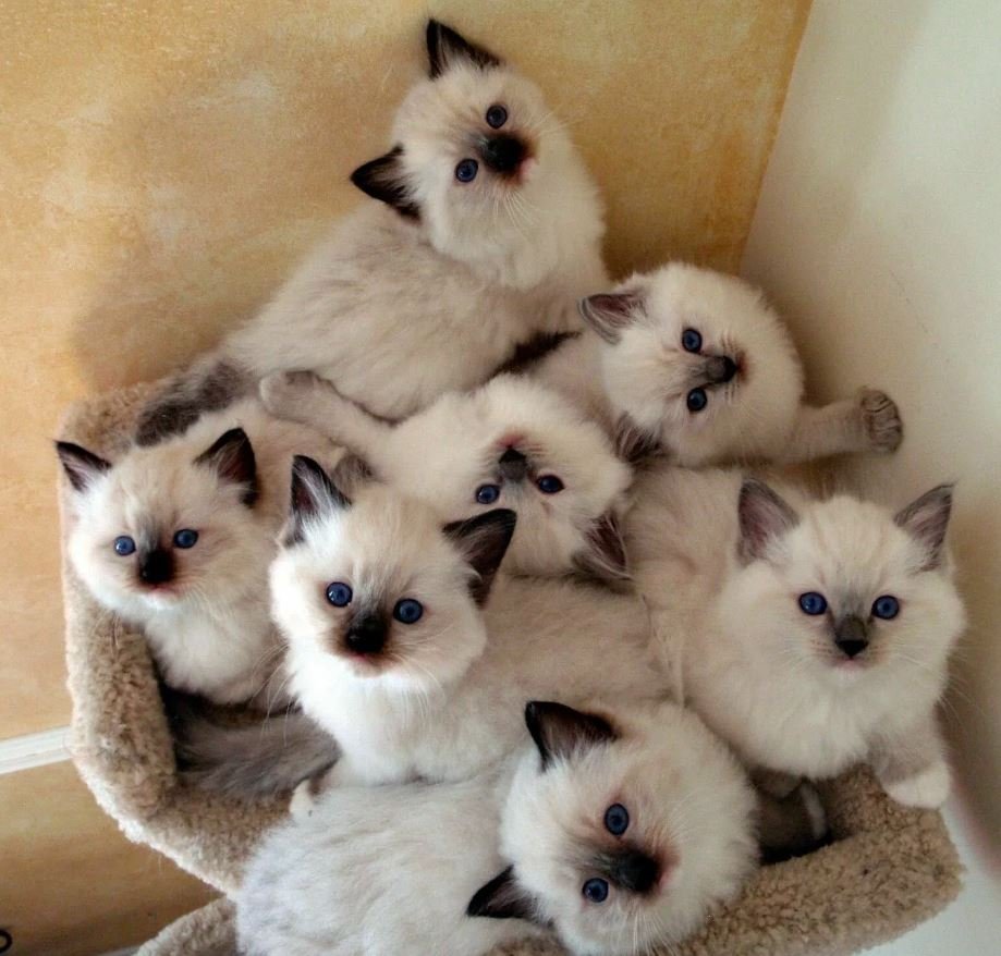 Котята милота