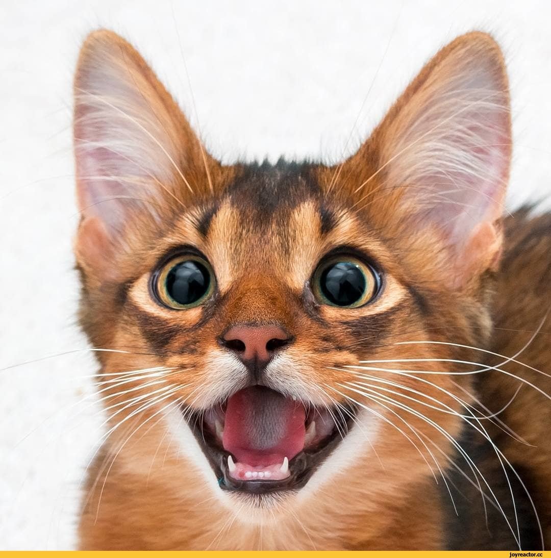 Смешные улыбки кошек