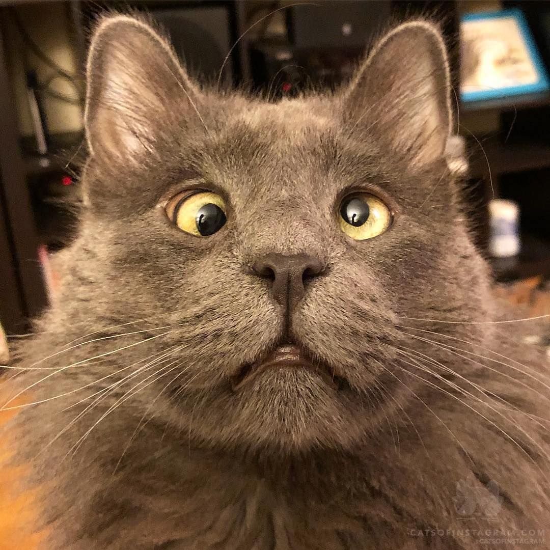 Косоглазый кот Федор