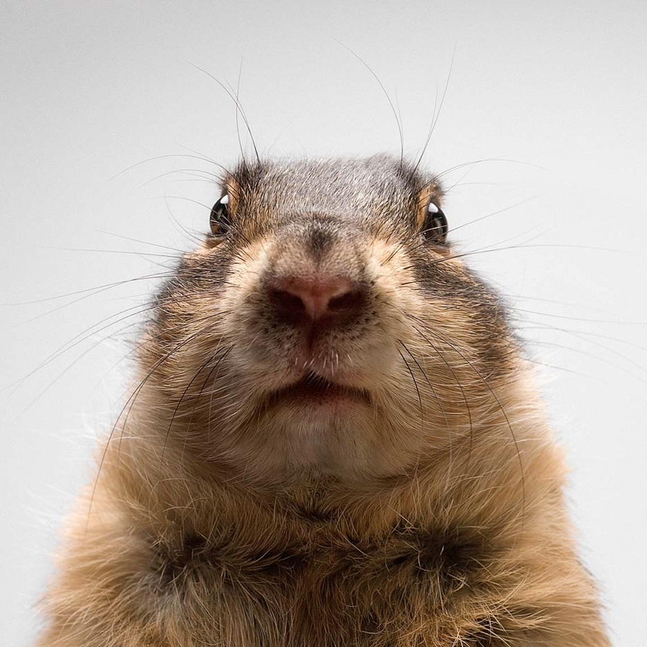 Страшный суслик