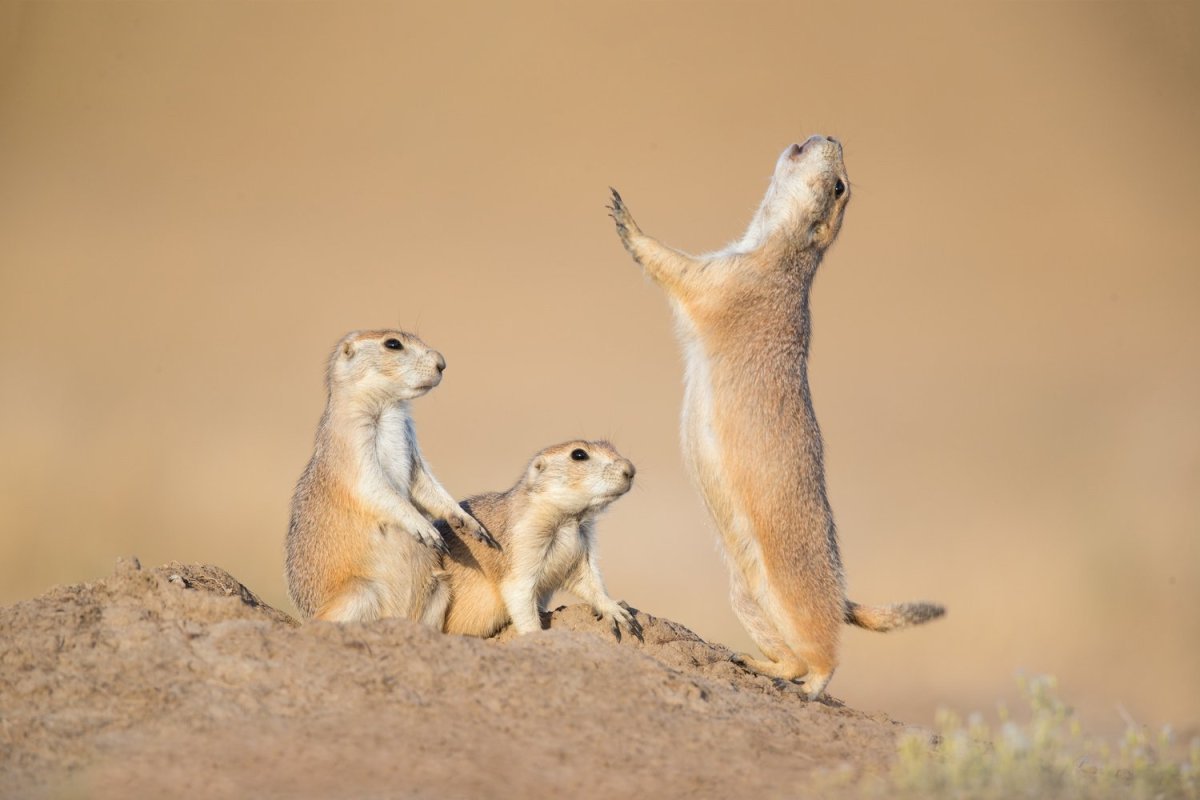 Ютасская Луговая собачка