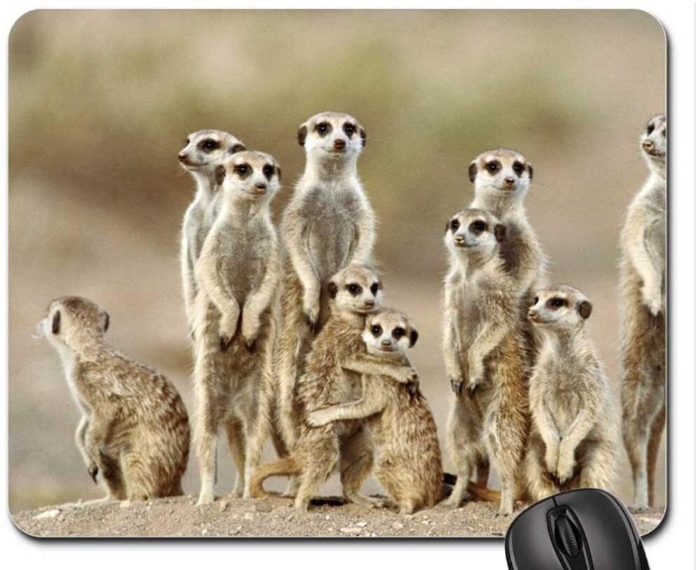 Сурикаты ареал обитания