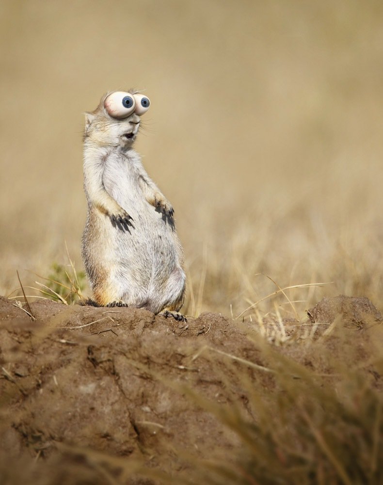 Суслик прикол