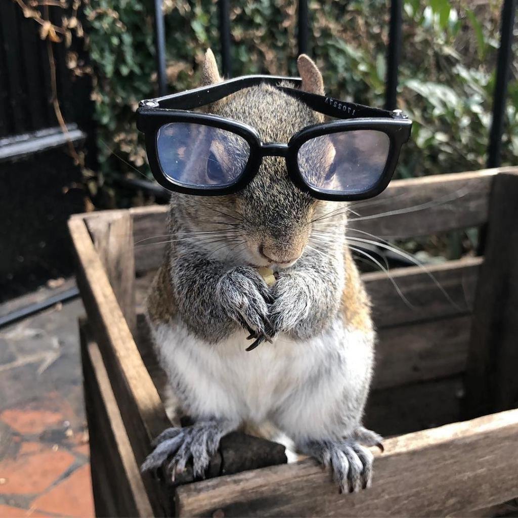 Крутая белка