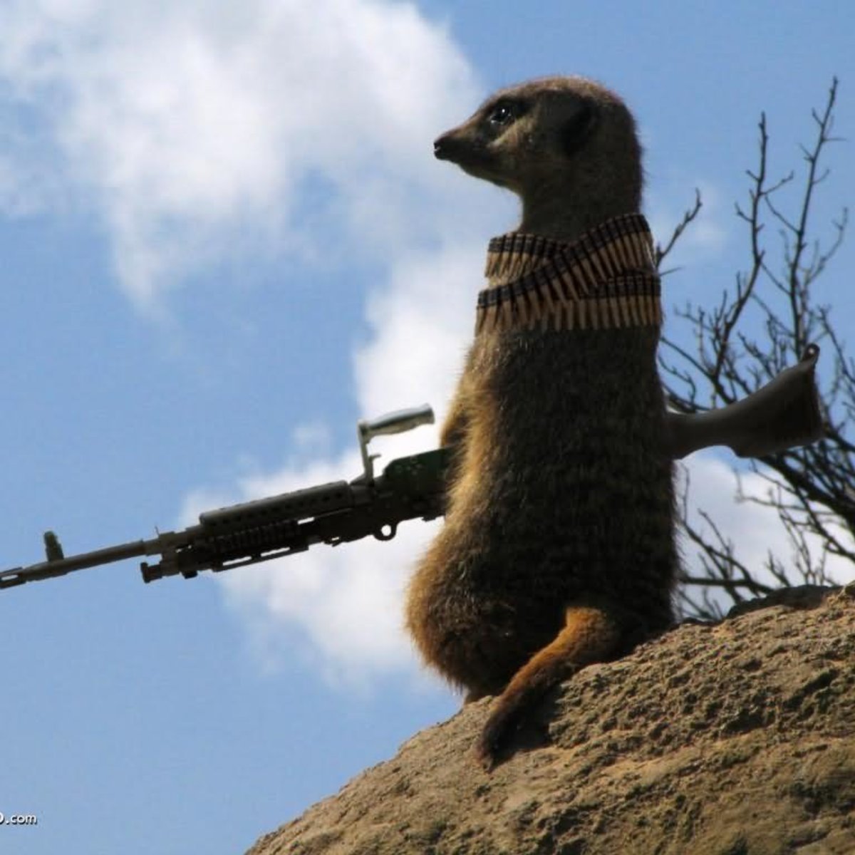 Суслик с оружием