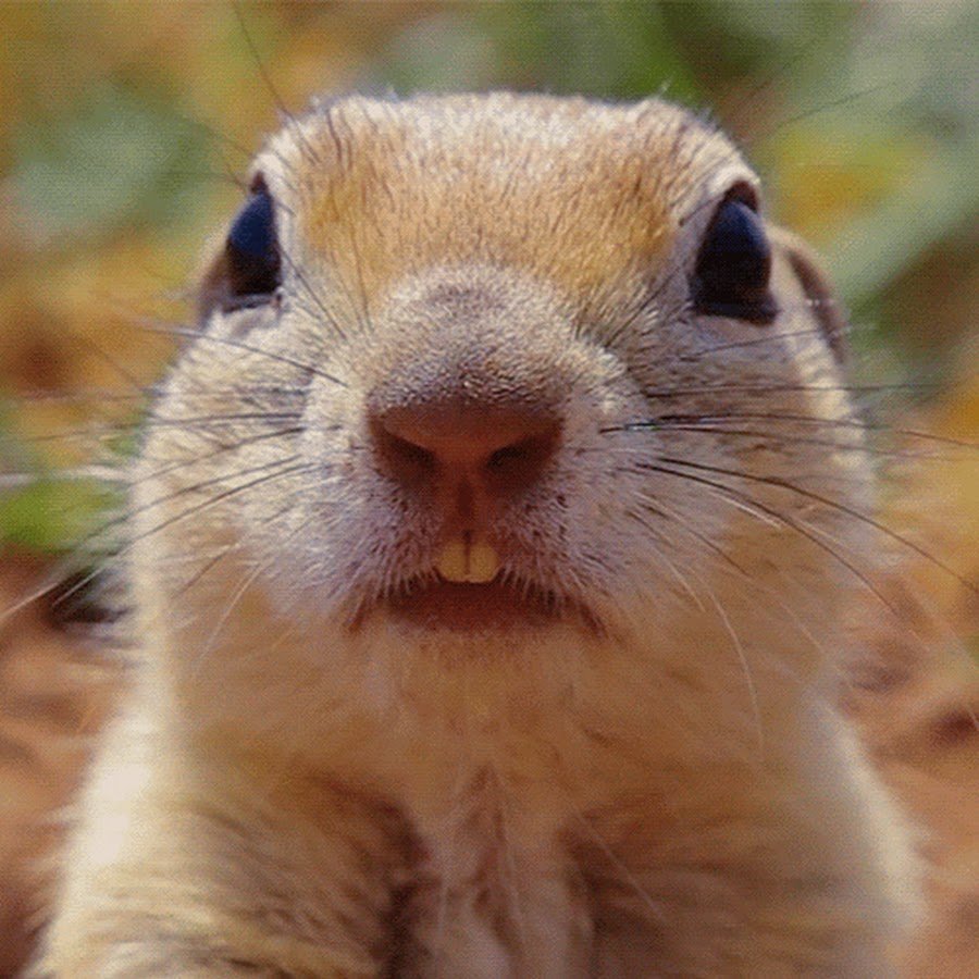 Суслик зевает