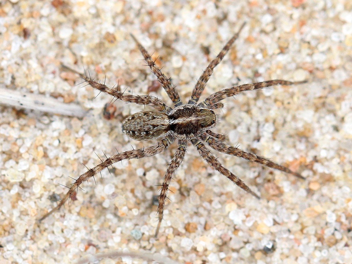 Pardosa monticola
