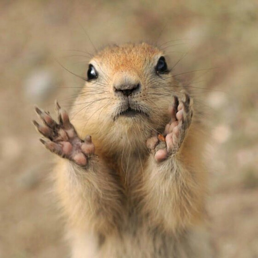 Прикольный суслик