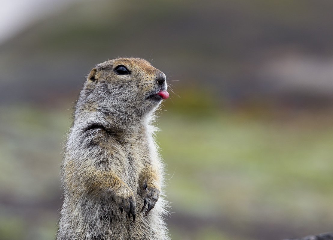 Суслики смешные