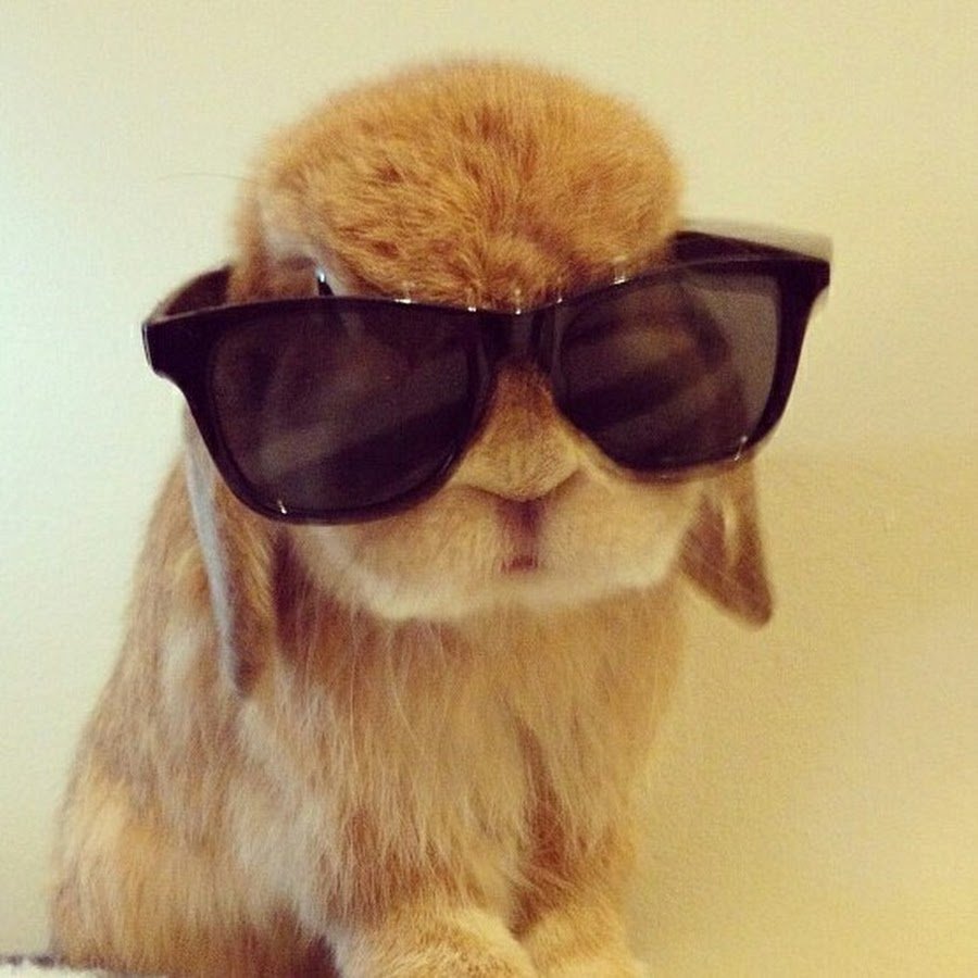 Звери в очках