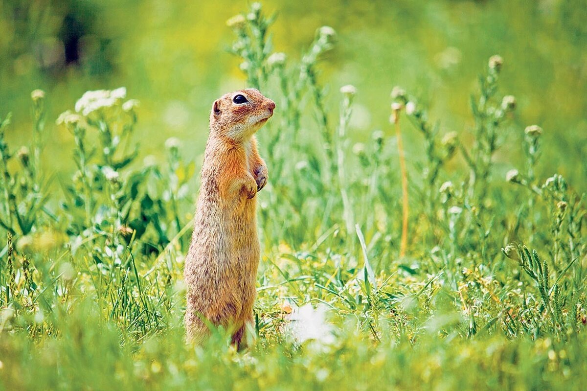 Каждый суслик