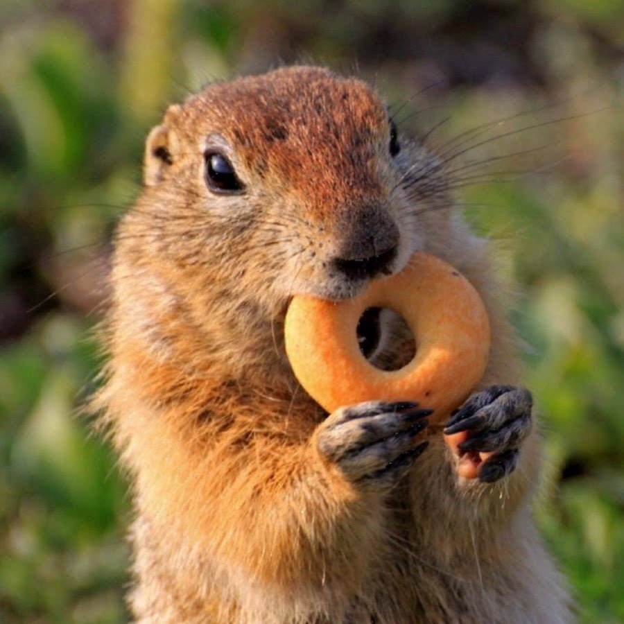 Милые суслики