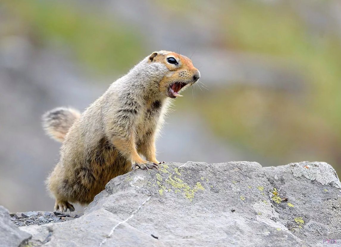 Берингийский суслик